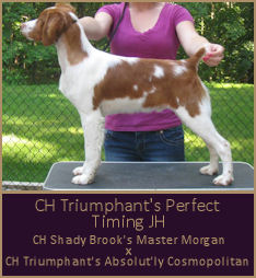 CH Triumphant's Perfect Timing JH